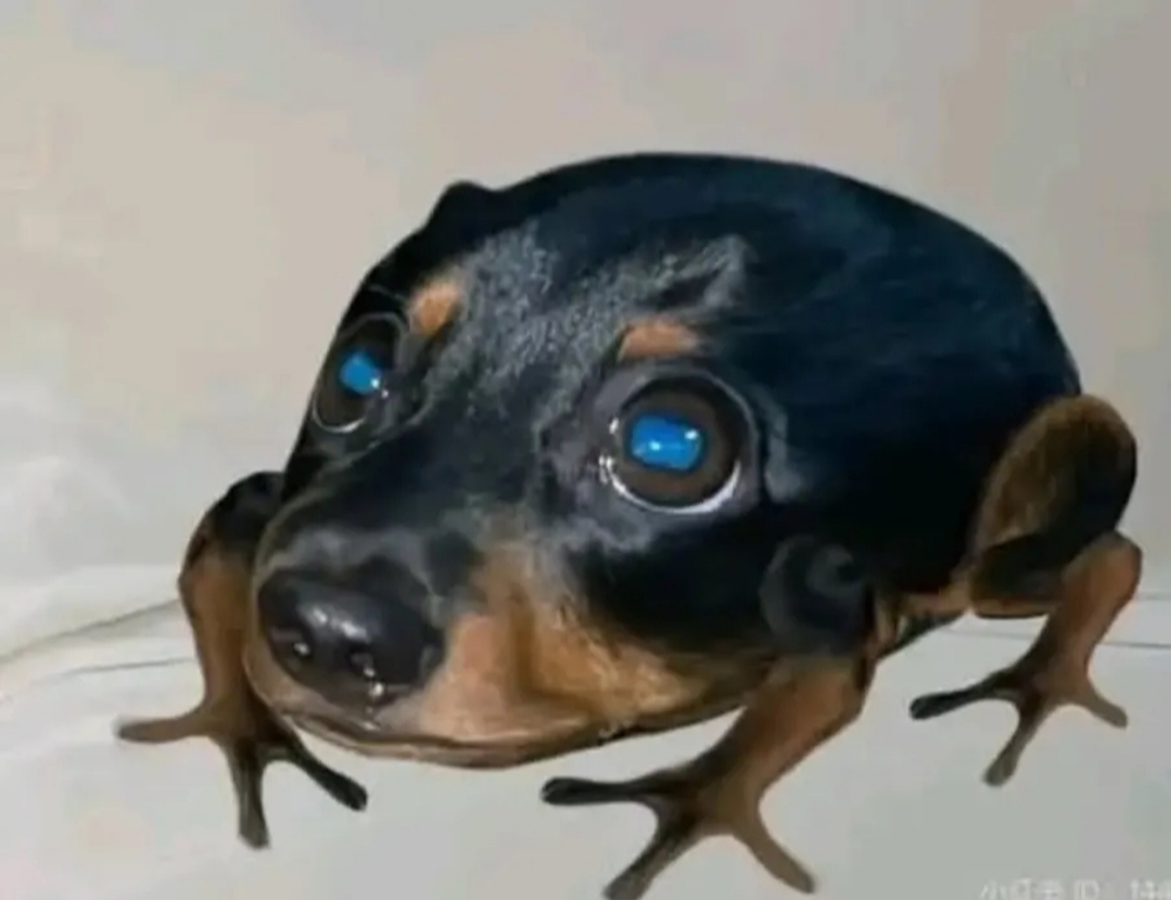 Froggerdog Blank Meme Template