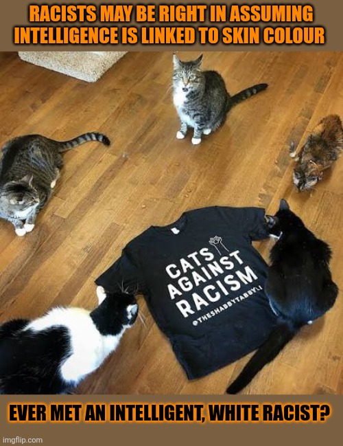 This #lolcat wonders if intelligence is linked to skin colour | RACISTS MAY BE RIGHT IN ASSUMING INTELLIGENCE IS LINKED TO SKIN COLOUR; EVER MET AN INTELLIGENT, WHITE RACIST? | image tagged in racism,no racism,lolcat | made w/ Imgflip meme maker