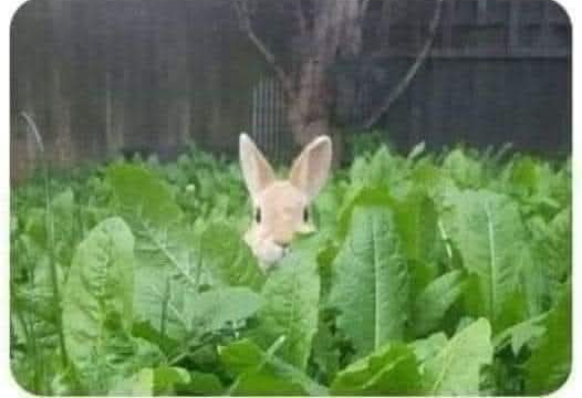 Never Zero Blank Meme Template