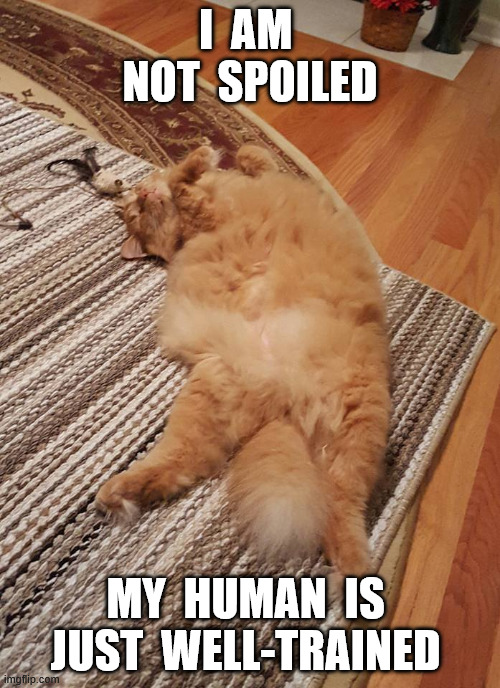 spoiled cat | I  AM  NOT  SPOILED; MY  HUMAN  IS  JUST  WELL-TRAINED | image tagged in cats | made w/ Imgflip meme maker