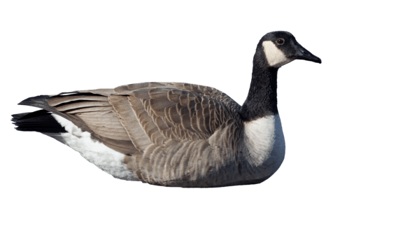 Goooose Blank Meme Template