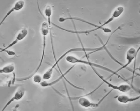 spearm Blank Meme Template