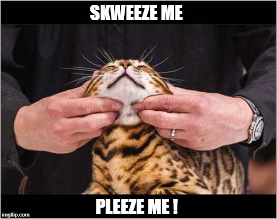 One Happy Cat ! | SKWEEZE ME; PLEEZE ME ! | image tagged in cats,happy,slade,song lyrics | made w/ Imgflip meme maker