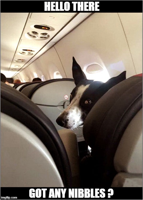 Resistance Is Futile ! | HELLO THERE; GOT ANY NIBBLES ? | image tagged in dogs,passenger,nibbles | made w/ Imgflip meme maker