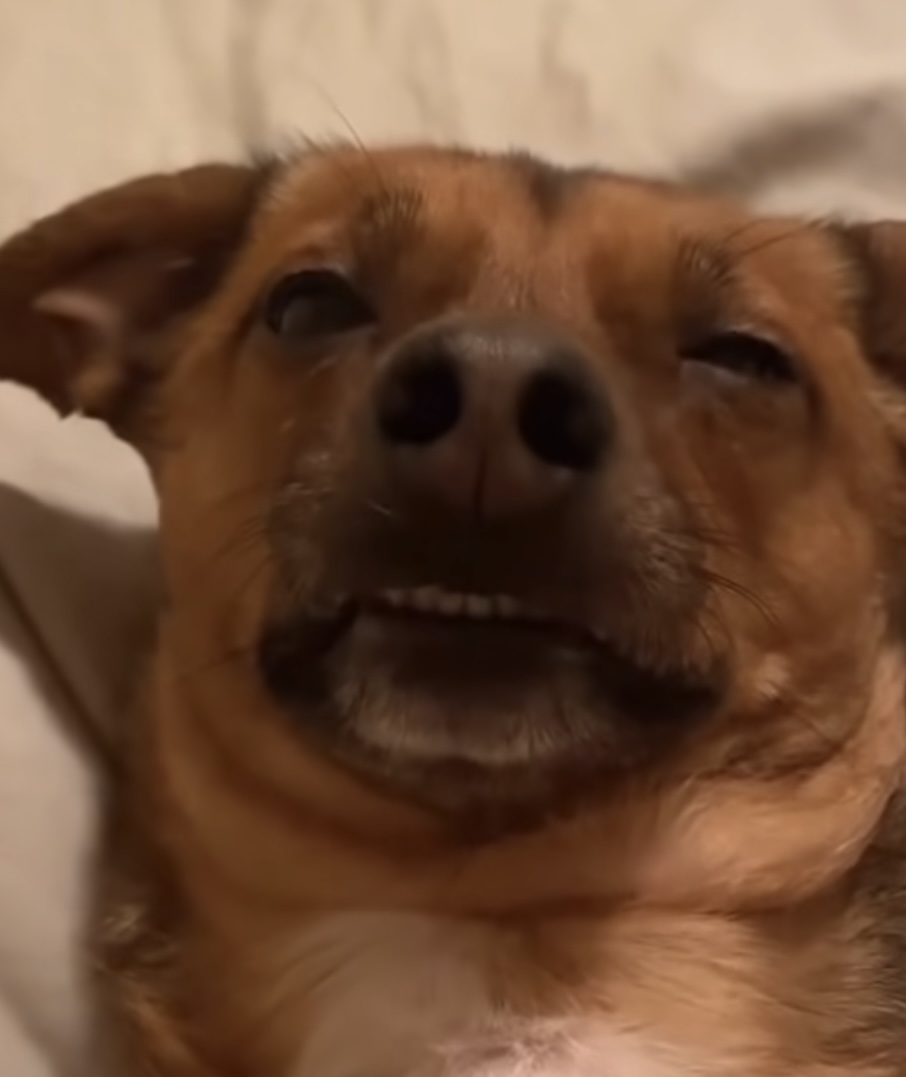 Best Dog Meme Blank Meme Template