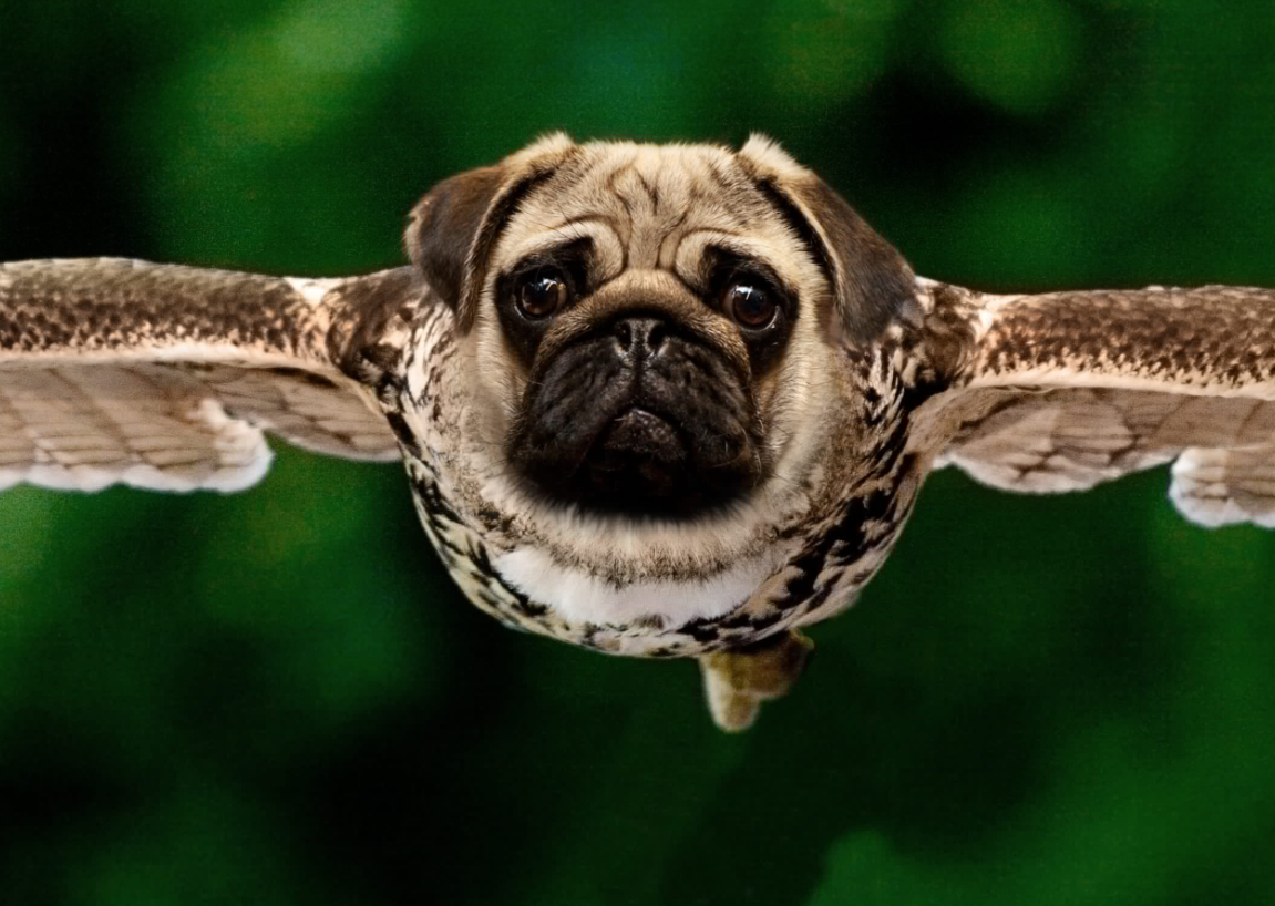 Pug Owl Blank Meme Template