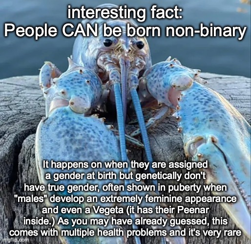 Intersex is what I'm talking about | interesting fact: People CAN be born non-binary; It happens on when they are assigned a gender at birth but genetically don't have true gender, often shown in puberty when "males" develop an extremely feminine appearance and even a Vegeta (it has their Peenar inside.) As you may have already guessed, this comes with multiple health problems and it's very rare | image tagged in the blue lobster | made w/ Imgflip meme maker