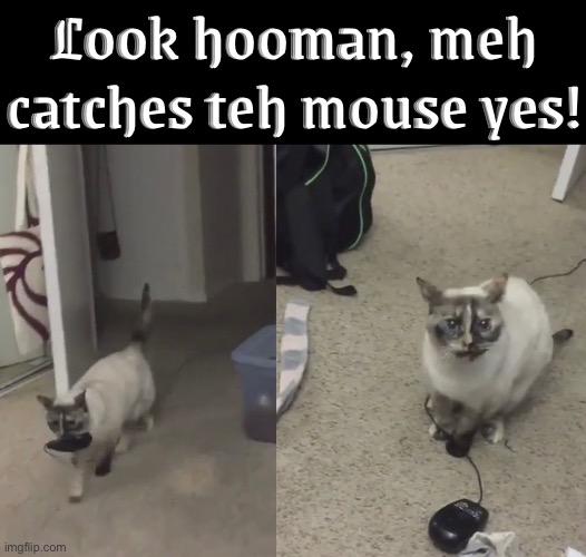 He Caught The "Mouse" | Look hooman, meh catches teh mouse yes! | image tagged in cats,funny cats,duhhh dumbass,mouse,caught,funny cat memes | made w/ Imgflip meme maker