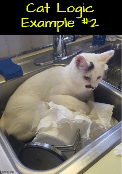 Cat Logic Example 2 | Cat Logic Example #2 | image tagged in cats,funny cats,logic,weirdo,illogical,cat logic | made w/ Imgflip meme maker