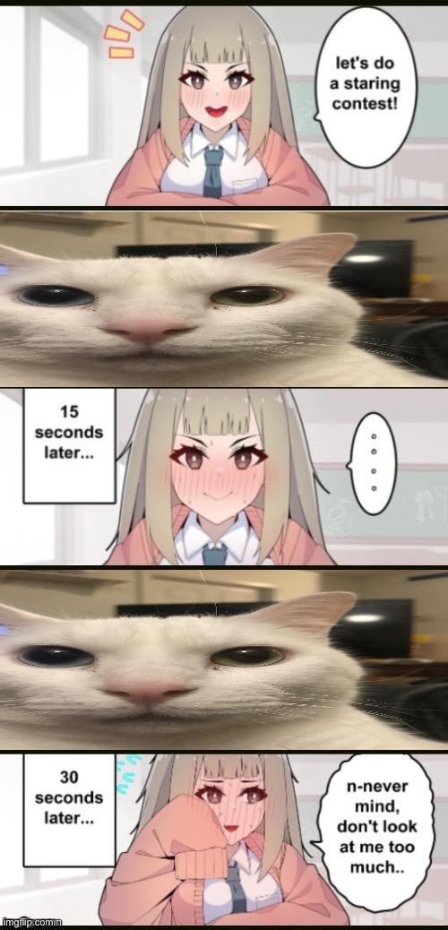 cat | image tagged in staring contest extended | made w/ Imgflip meme maker