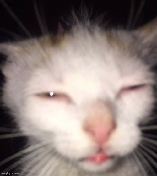 the moon is covered with cheddar instead of cheese. gn | image tagged in tired cat | made w/ Imgflip meme maker