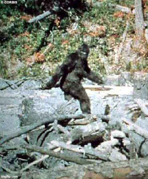 Bigfoot | image tagged in bigfoot | made w/ Imgflip meme maker