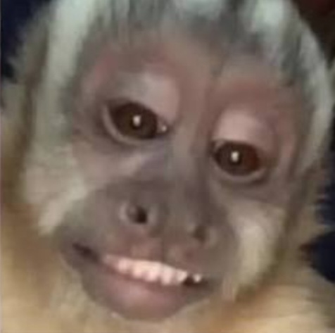 Smiling monkey Blank Meme Template