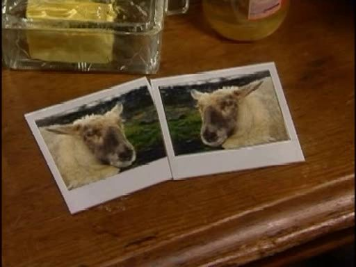 it's like two completely different sheep Blank Meme Template