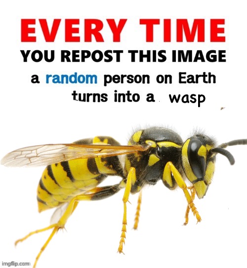 wasp | wasp | image tagged in every time you repost this image founding father | made w/ Imgflip meme maker