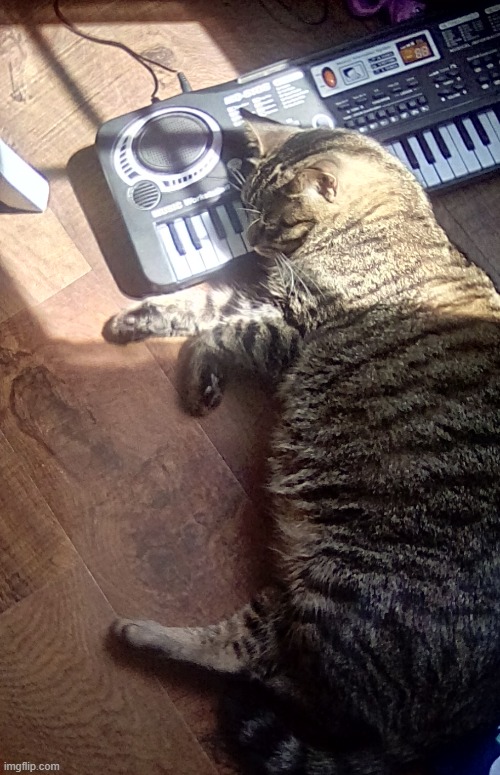 Sleeping cat | image tagged in sleeping cat | made w/ Imgflip meme maker