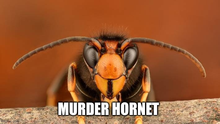 Murder Hornet | MURDER HORNET | image tagged in murder hornet | made w/ Imgflip meme maker