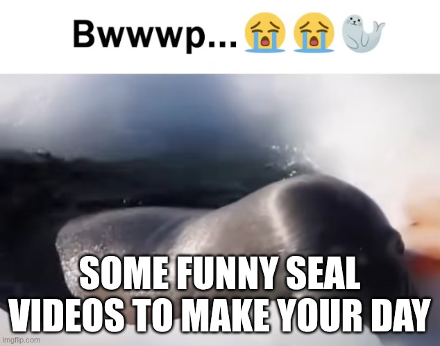 https://www.youtube.com/watch?v=e_WO0-dzsIc | SOME FUNNY SEAL VIDEOS TO MAKE YOUR DAY | made w/ Imgflip meme maker