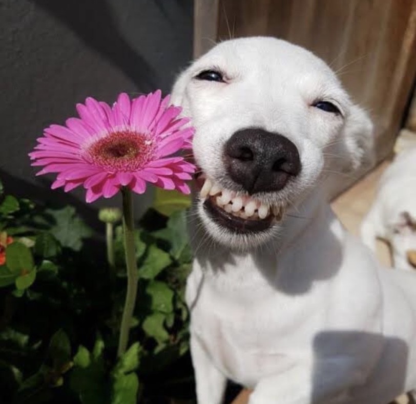 Dog Happy Blank Meme Template