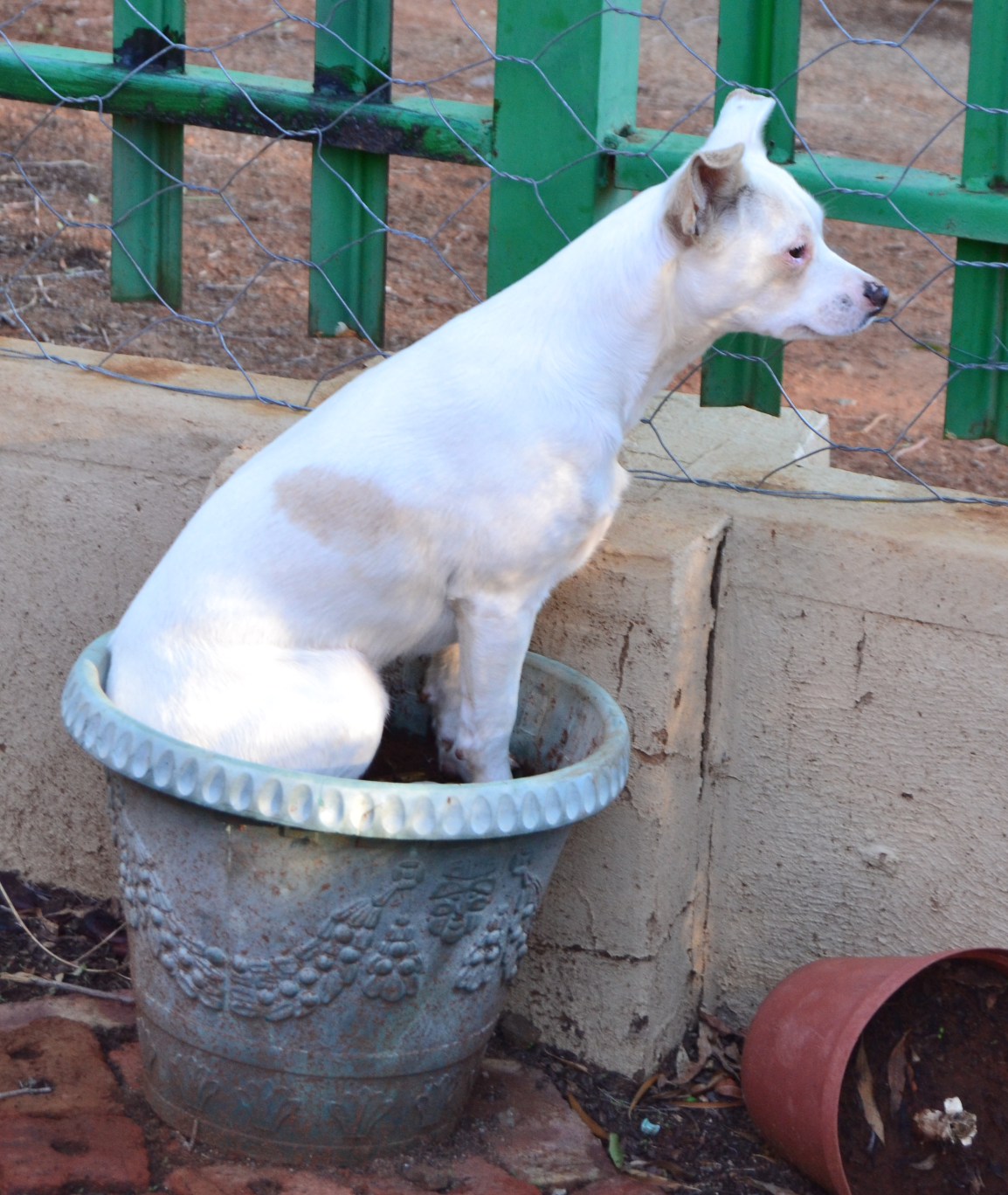 Snowy Blank Meme Template