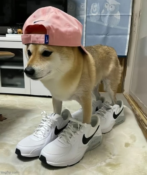 Swag | image tagged in muh dawg | made w/ Imgflip meme maker