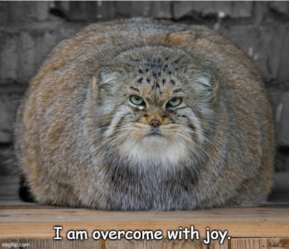 This IS my happy face | I am overcome with joy. | image tagged in cats | made w/ Imgflip meme maker