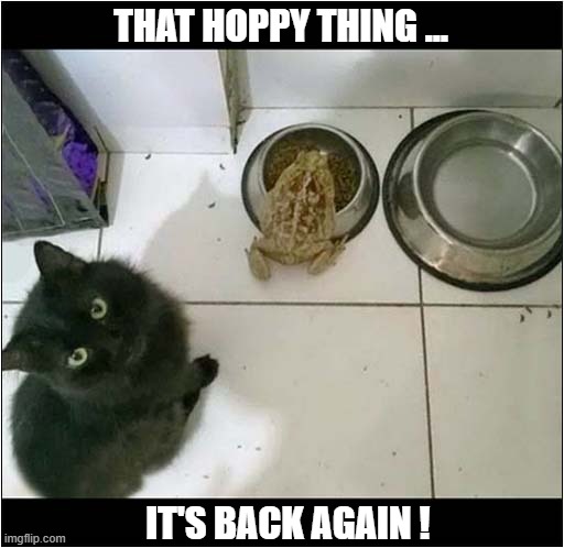 Weird Food Thief Alert ! | THAT HOPPY THING ... IT'S BACK AGAIN ! | image tagged in cats,frog,food,thief | made w/ Imgflip meme maker