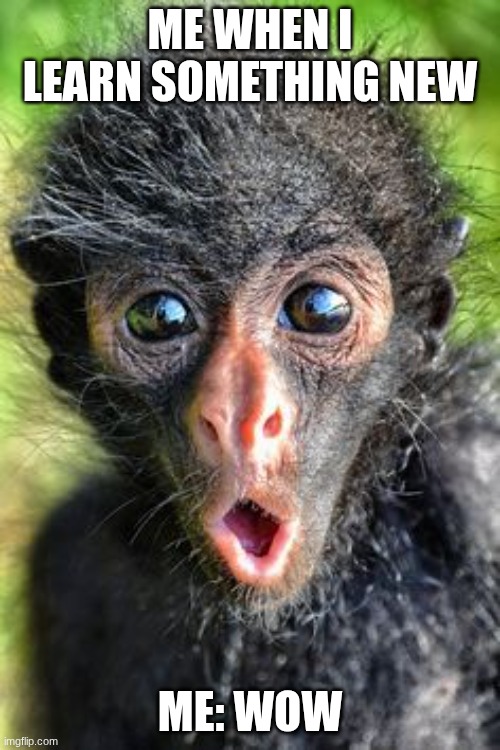 me when I'm hungry | ME WHEN I LEARN SOMETHING NEW; ME: WOW | image tagged in me when i'm hungry,funny | made w/ Imgflip meme maker