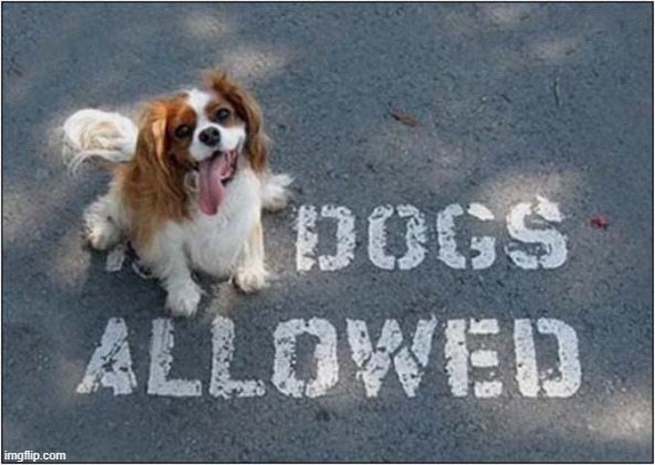 As It Should Be ! | image tagged in dogs,allowed | made w/ Imgflip meme maker