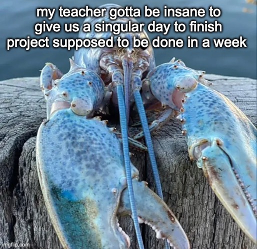 The Blue Lobster | my teacher gotta be insane to give us a singular day to finish project supposed to be done in a week | image tagged in the blue lobster | made w/ Imgflip meme maker