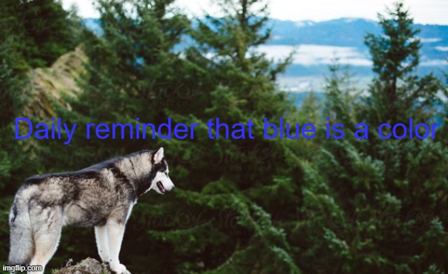 Facts | Daily reminder that blue is a color | image tagged in husky | made w/ Imgflip meme maker
