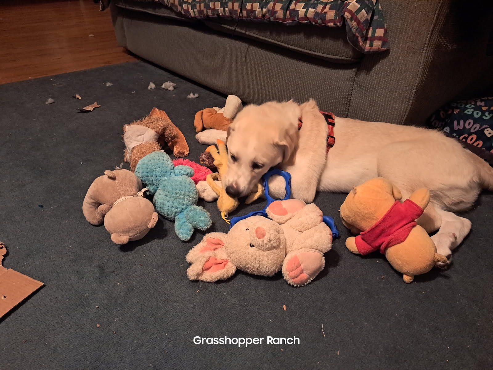 DOG WITH TOYS Blank Meme Template