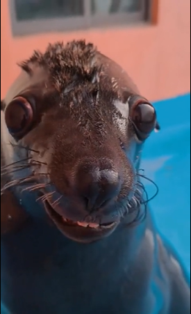 Me IRL Blank Meme Template