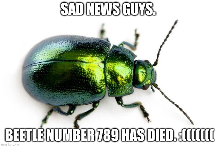 he will be missed | SAD NEWS GUYS. BEETLE NUMBER 789 HAS DIED. :((((((( | image tagged in beetle | made w/ Imgflip meme maker