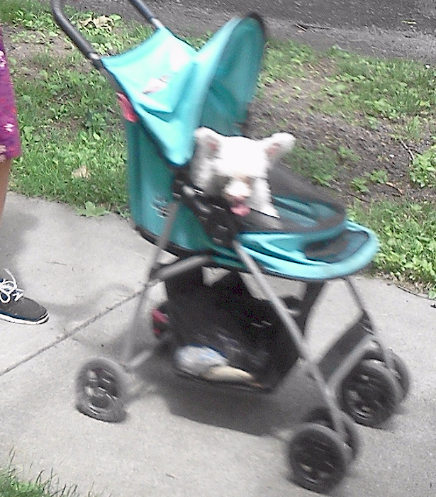 Stroller Dog Blank Meme Template