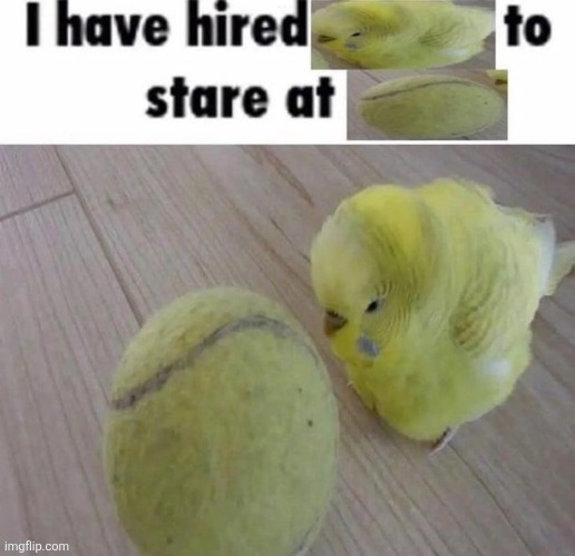 What if they combined | image tagged in bird tennis ball | made w/ Imgflip meme maker