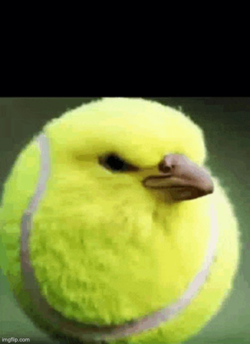 tennis ball bird | image tagged in tennis ball bird | made w/ Imgflip meme maker