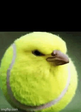 tennis ball bird | image tagged in tennis ball bird | made w/ Imgflip meme maker