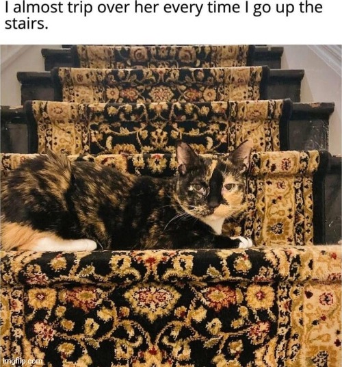 image tagged in camouflage,cats,stairs,lmao | made w/ Imgflip meme maker