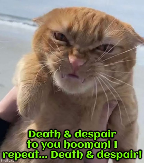 Death & Despair | Death & despair to you hooman! I repeat... Death & despair! | image tagged in cats,funny cats,angry cat,death,despair,threats | made w/ Imgflip meme maker