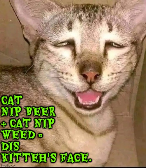 Cat Nip Beer + Cat Nip Weed | CAT NIP BEER + CAT NIP WEED = DIS KITTEH'S FACE. | image tagged in cats,funny cats,stoner,weed,beer,facial expressions | made w/ Imgflip meme maker