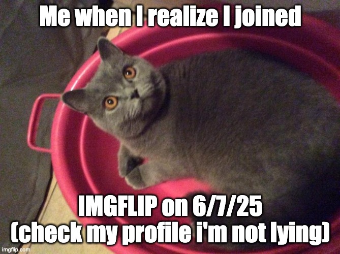 WTF Cat | Me when I realize I joined; IMGFLIP on 6/7/25
(check my profile i'm not lying) | image tagged in wtf cat | made w/ Imgflip meme maker