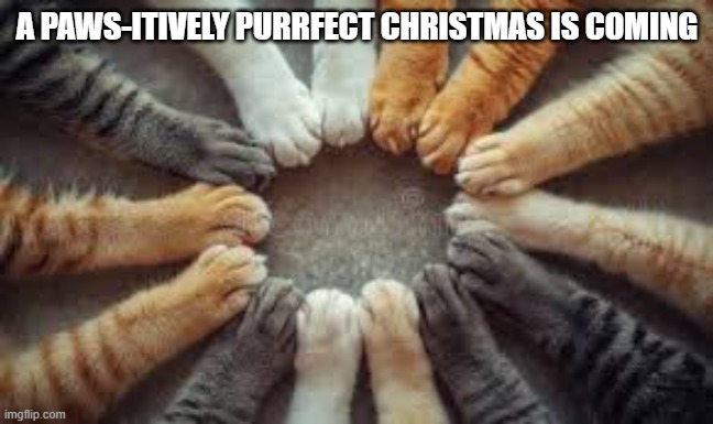 A paws-itively purrfect Christmas is coming. | A PAWS-ITIVELY PURRFECT CHRISTMAS IS COMING | image tagged in cat,kittens,funny,humor,play on words,christmas | made w/ Imgflip meme maker