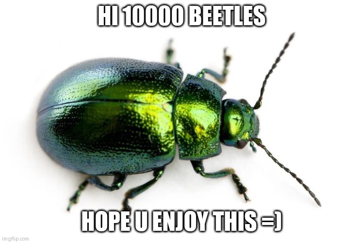 beetle | HI 10000 BEETLES; HOPE U ENJOY THIS =) | image tagged in beetle | made w/ Imgflip meme maker