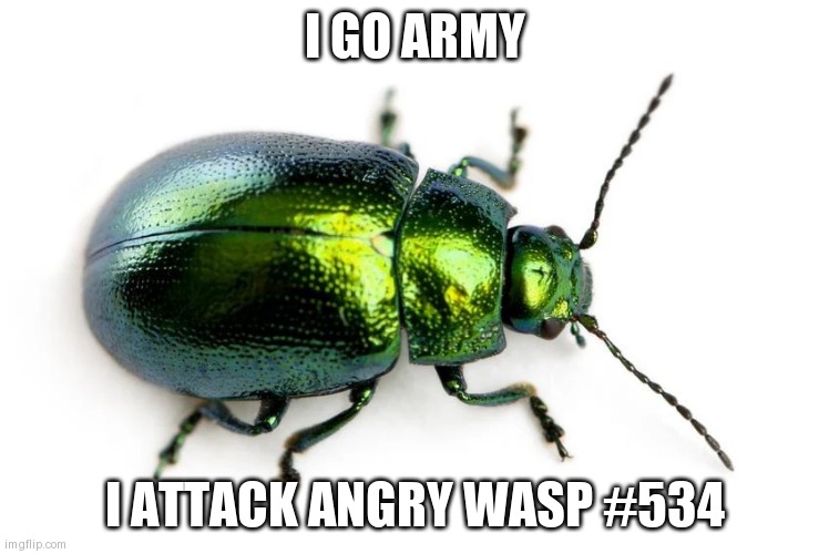 beetle | I GO ARMY; I ATTACK ANGRY WASP #534 | image tagged in beetle | made w/ Imgflip meme maker
