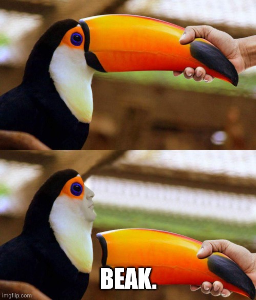 Toucan Beak | BEAK. | image tagged in toucan beak | made w/ Imgflip meme maker