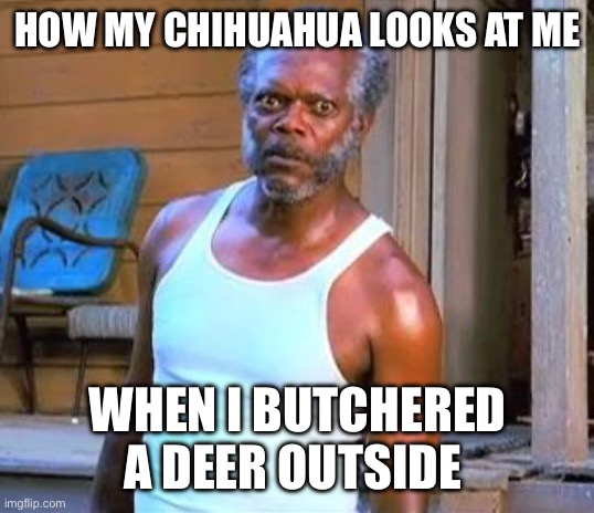 Samuel L Jackson | HOW MY CHIHUAHUA LOOKS AT ME; WHEN I BUTCHERED A DEER OUTSIDE | image tagged in samuel l jackson | made w/ Imgflip meme maker