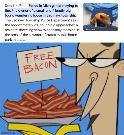 I would swipe him | image tagged in memes,funny,funny memes,relatable,pig,lol | made w/ Imgflip meme maker