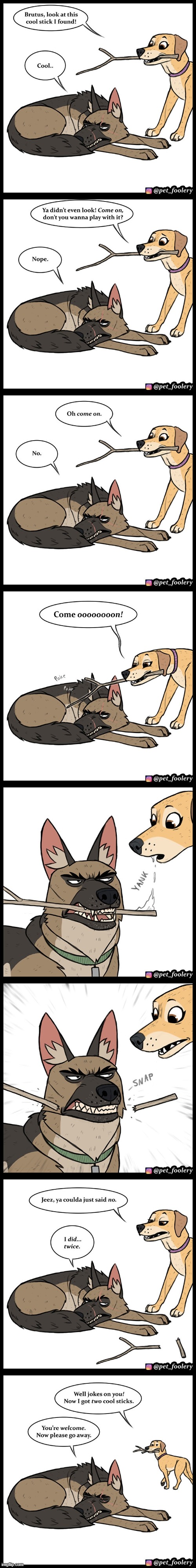 Lola can be a real jerk sometimes | image tagged in dog,dogs,stick,sticks,two,jerk | made w/ Imgflip meme maker