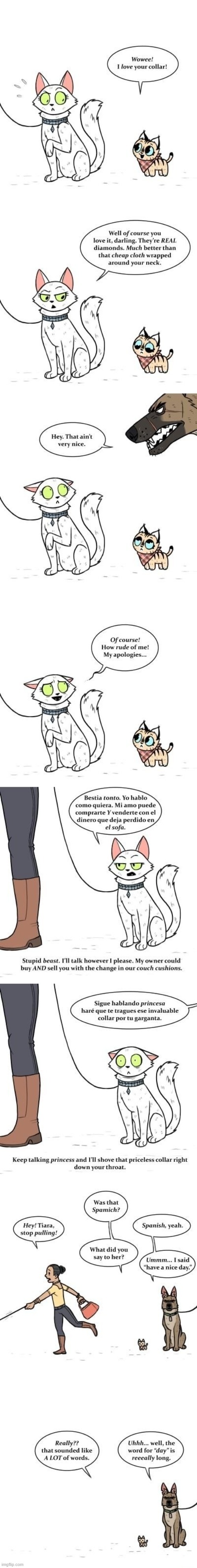 image tagged in cats,dog,collar,diamonds,talking,spanish | made w/ Imgflip meme maker